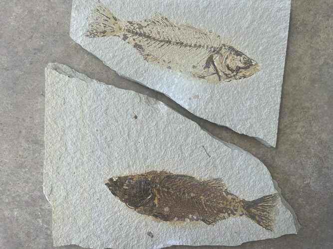 Fish Fossil (Mioplosus) With Pos/Neg - Wyoming #330836